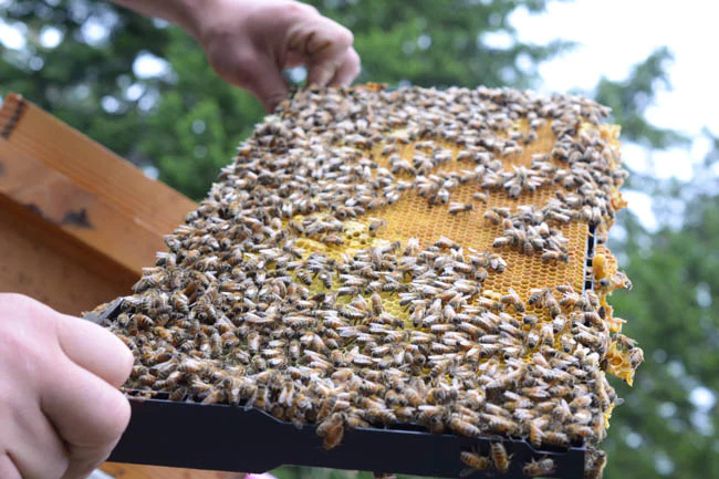 Spring Honey Bee Nucleus Hive for Sale